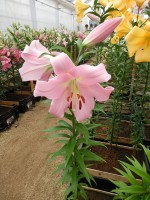 [3515 PO31 Bellamonte No01.JPG]